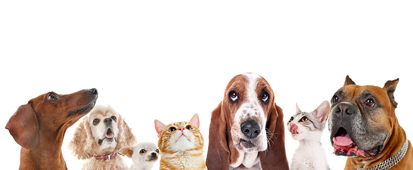 How Do I Know If I Have a Pet Allergy?