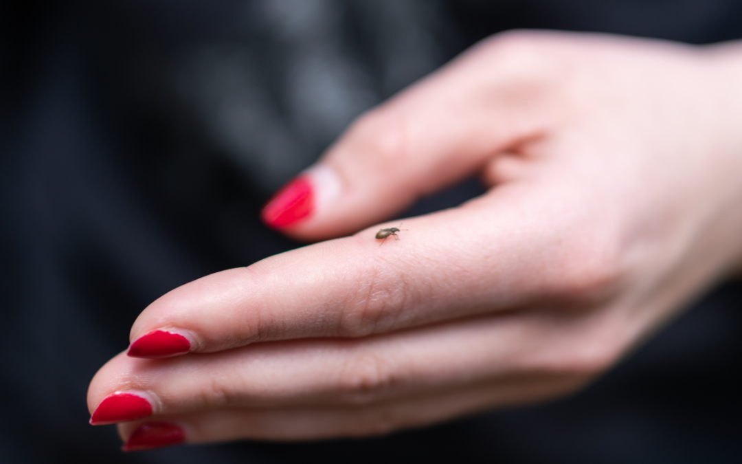 Do Ticks Cause Rocky Mountain Spotted Fever?